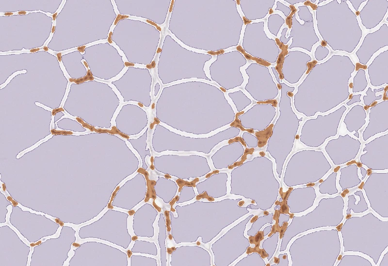 Dynamic Content Image